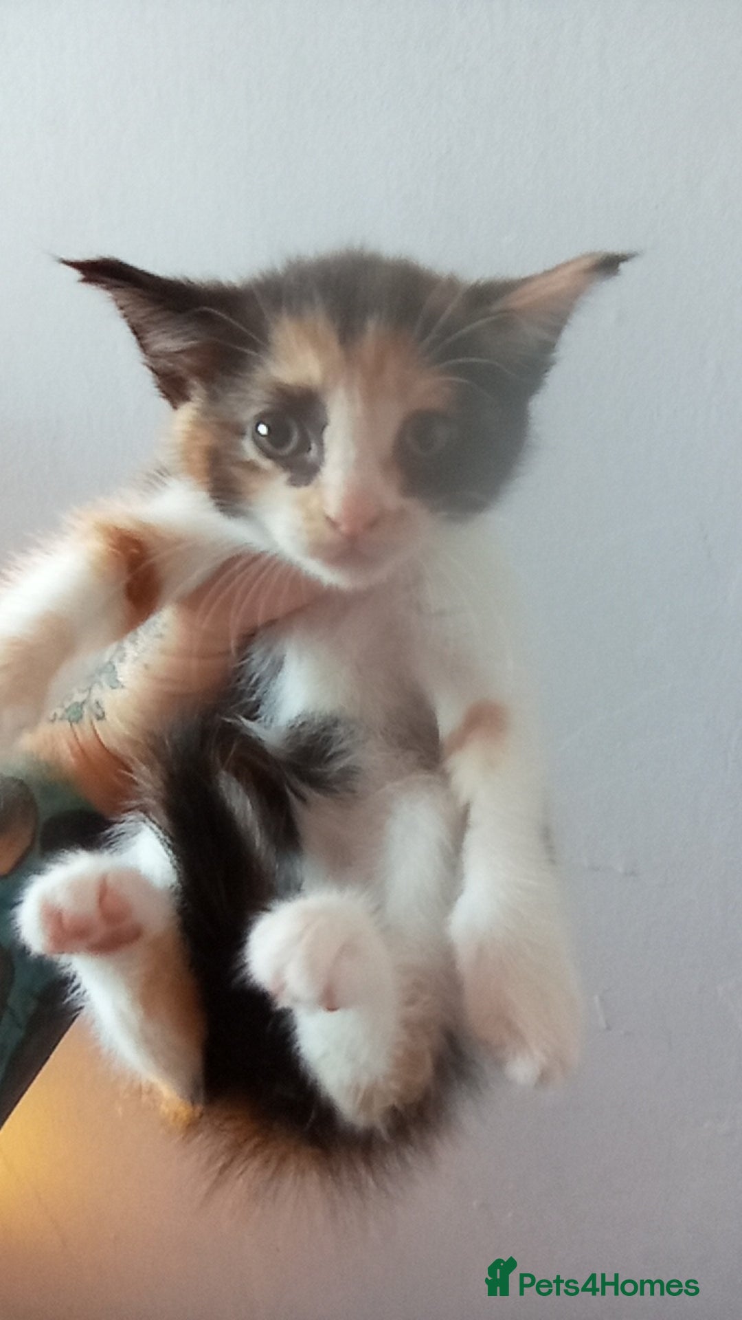 Mixed Breed cats for sale: 4 stunning babies READY NOW Calico and black&white - Image 6