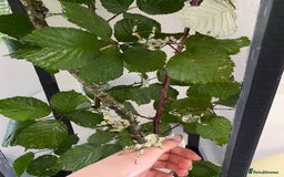 Stick Insects invertebrates for sale: Rare Lichen Morph Giant Prickly Stick Insects X5 - Image 5
