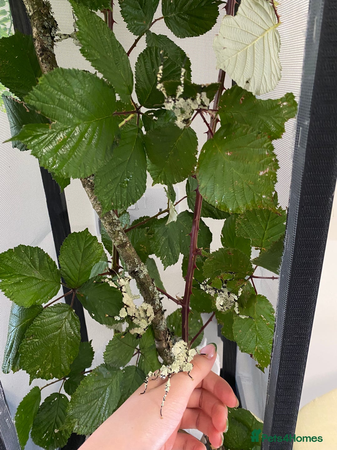 Stick Insects invertebrates for sale: Rare Lichen Morph Giant Prickly Stick Insects X5 - Image 5