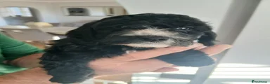 Cockapoo 6