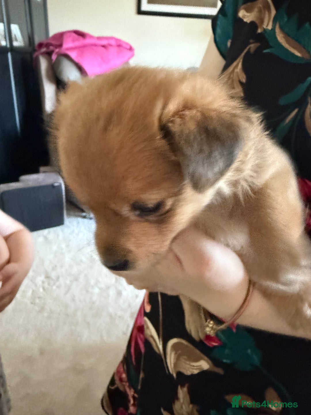 Pomeranian dogs for sale:  Adorable Pomeranian puppies  - Image 9