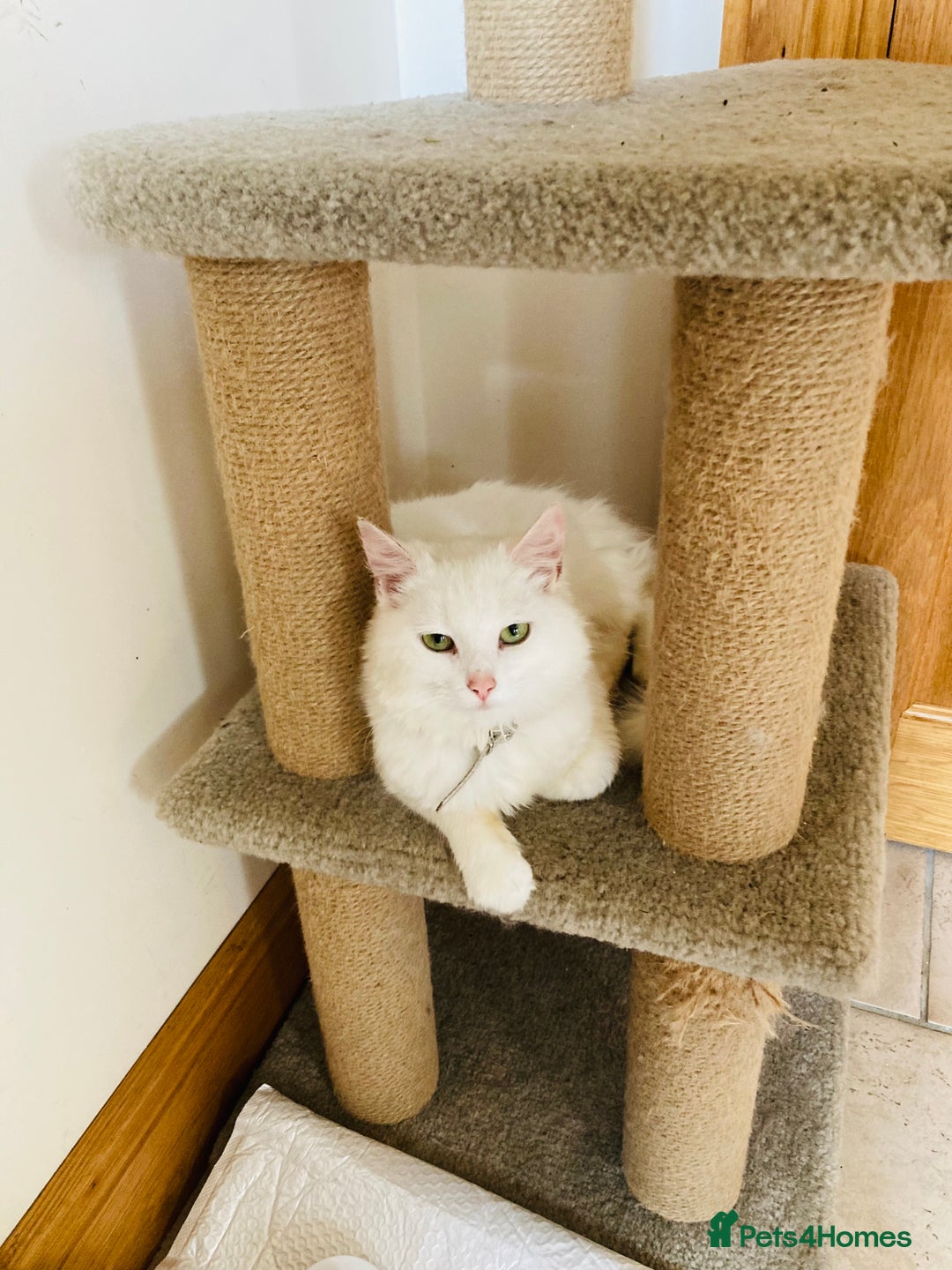 Mixed Breed cats for sale: Turkish Angora Kitten - Image 5