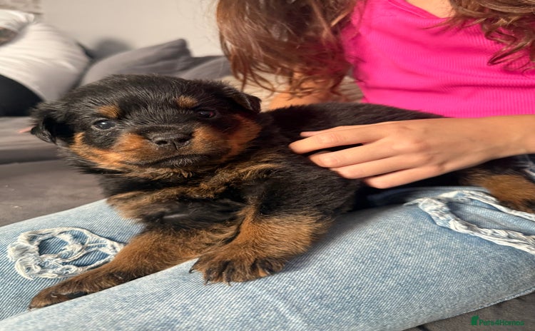 Rottweiler dogs - Advert 7