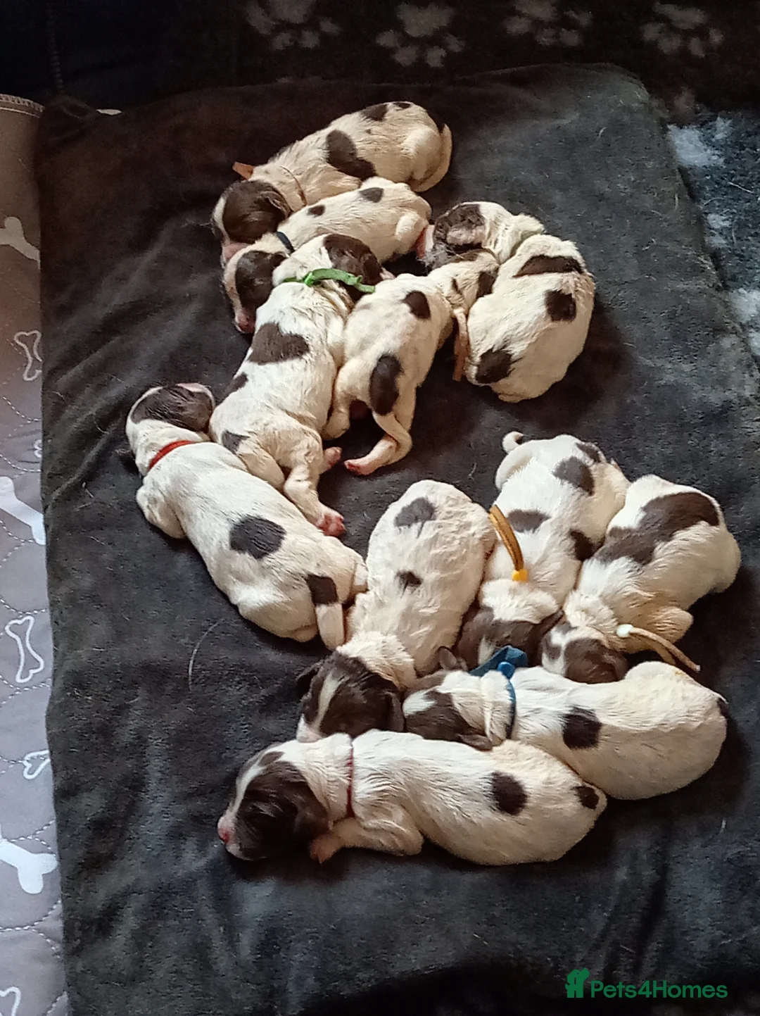 English Springer Spaniel dogs for sale: Beautiful working english Springer spaniels in Spalding - Advert 2