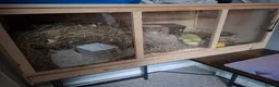Mixed Breed rodents for sale: Female guinea pig  - Advert 2