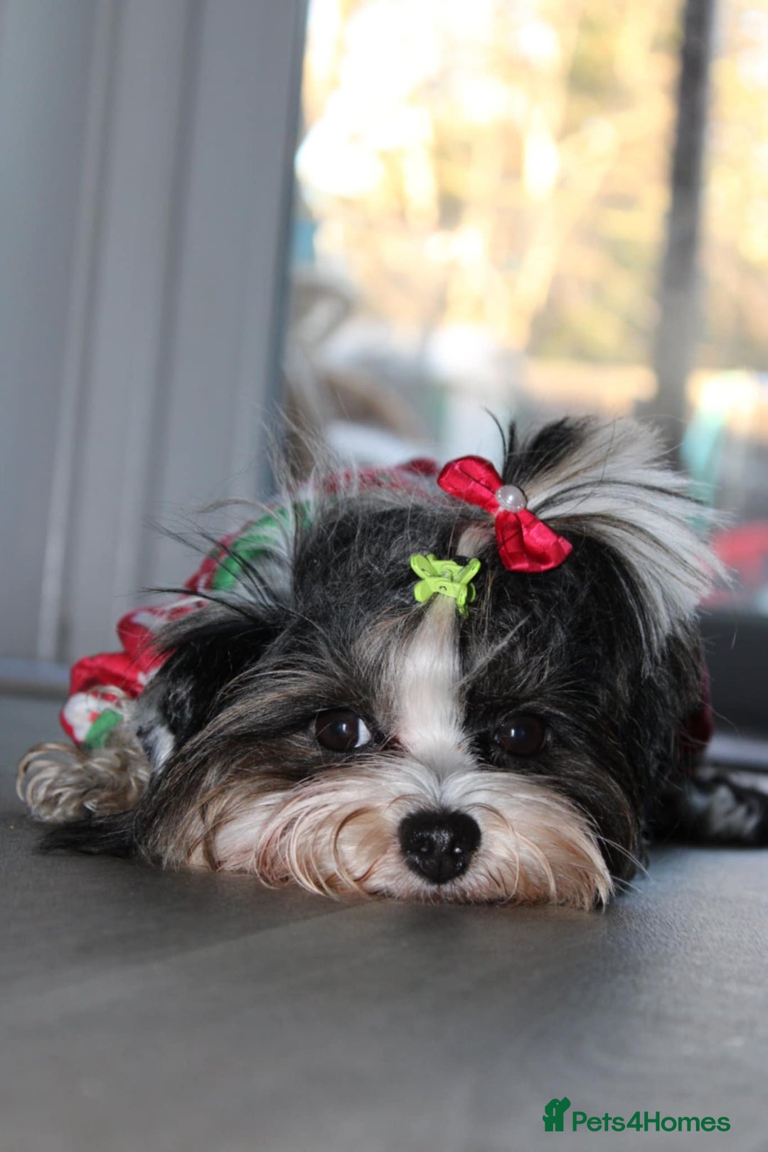 Biewer Terrier dogs for sale: Biewer Tereier - Image 6