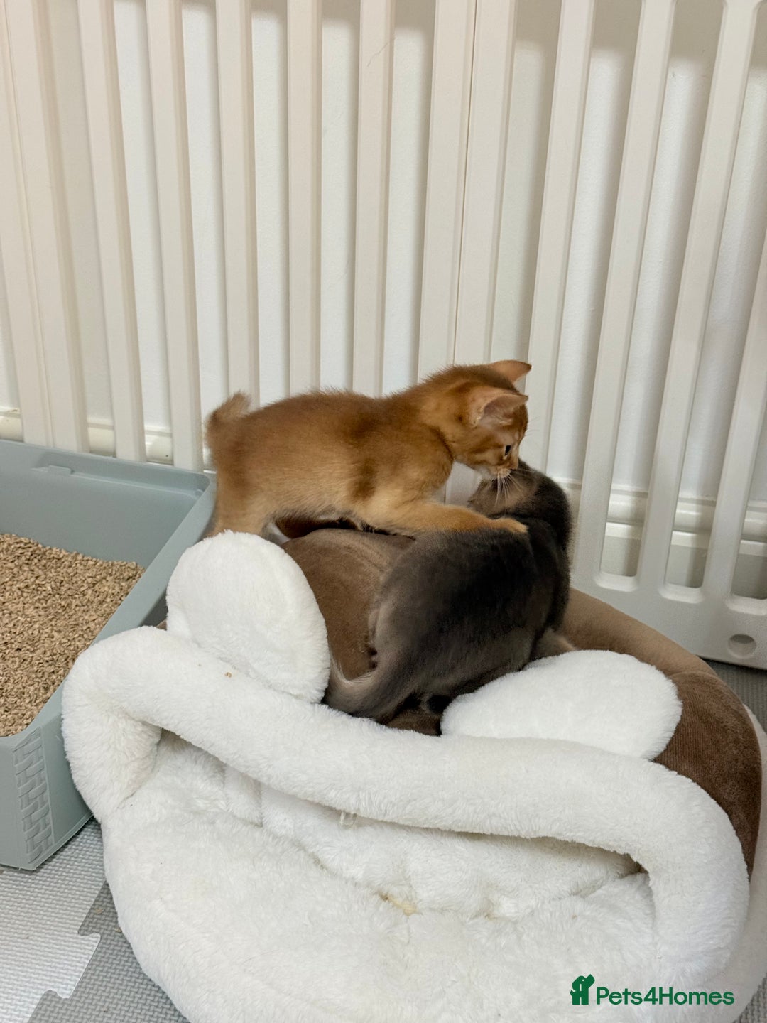 Abyssinian cats for sale: Abyssinian Kittens 🐾 - Advert 8