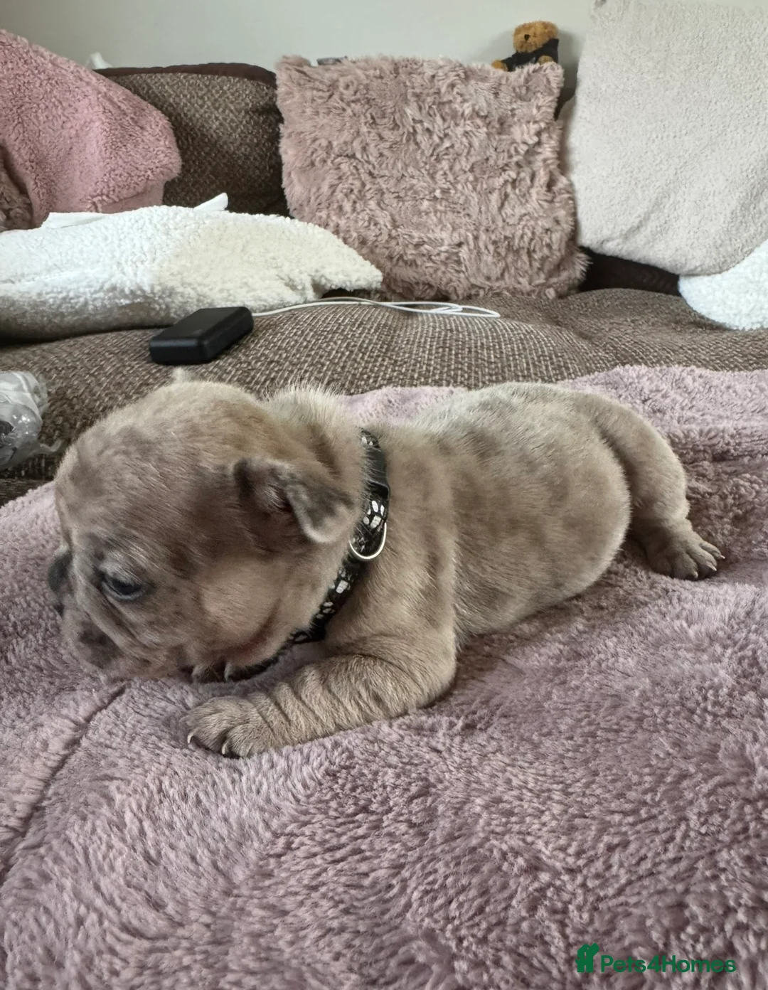 French Bulldog dogs for sale: Beautiful French Bulldog Pups - Advert 2