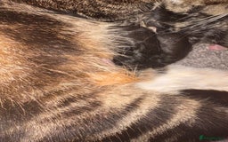 Mixed Breed cats for sale: Bengal mix kittens - Advert 2