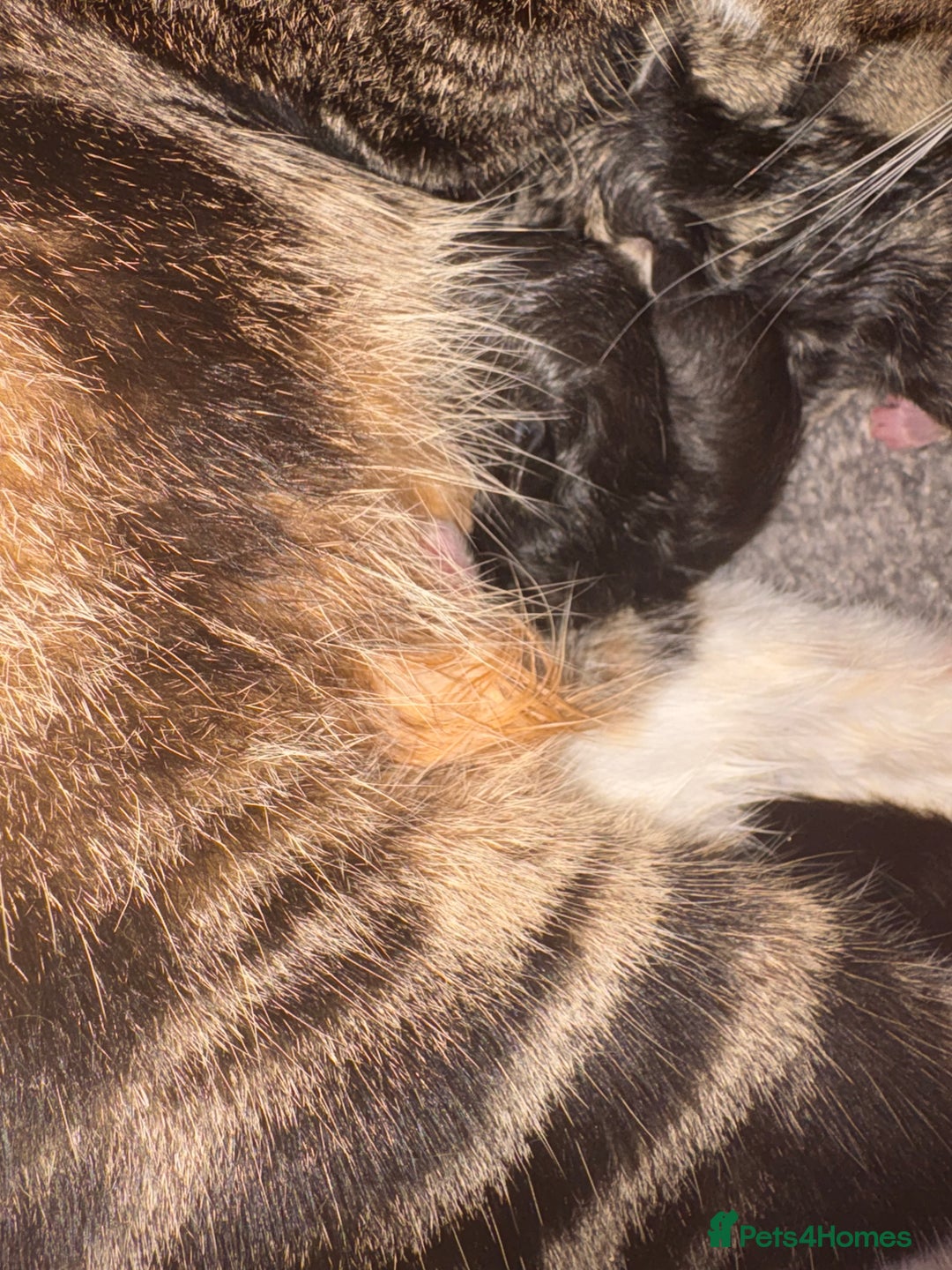 Mixed Breed cats for sale: Bengal mix kittens - Advert 2