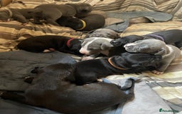 Staffordshire Bull Terrier dogs for sale: Original "Old-Blood" Black/Blue Staff pups *RARE* - Image 14