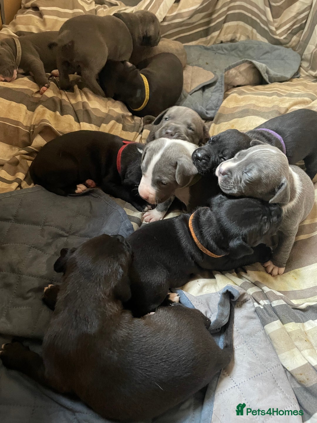 Staffordshire Bull Terrier dogs for sale: Original "Old-Blood" Black/Blue Staff pups *RARE* - Image 14