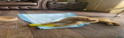 Labrador Retriever dogs for sale: Labrador Retriever Puppies  - Advert 4
