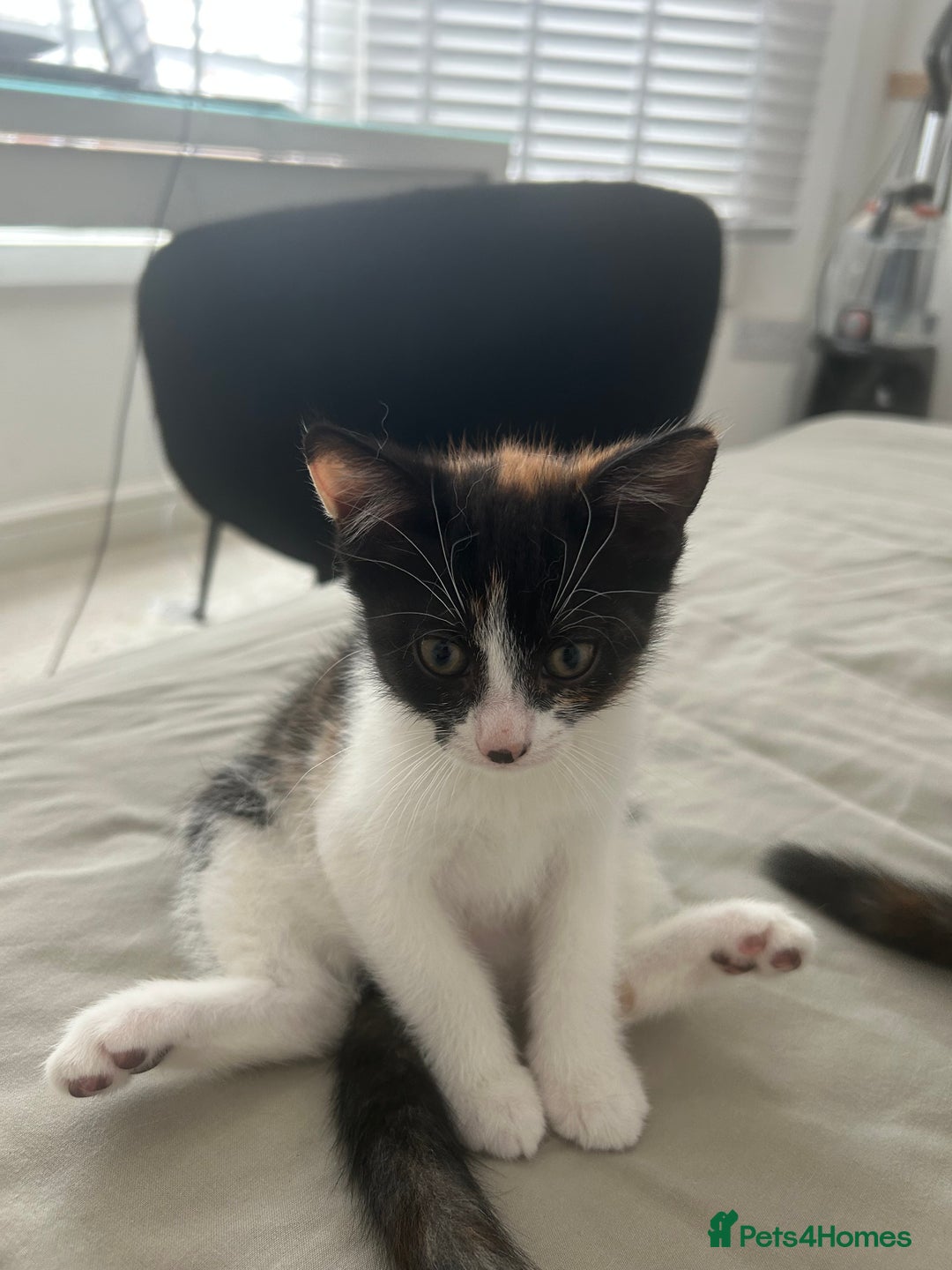 British Shorthair cats for sale: Tabby girl Kittten ready to leave  - Image 3