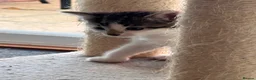 Mixed Breed cats for sale: 4 bouncy, happy kittens - Advert 30