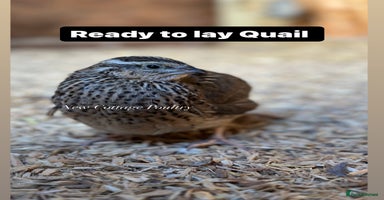 Quail poultry Ready to lay Female Quail  - Advert 8