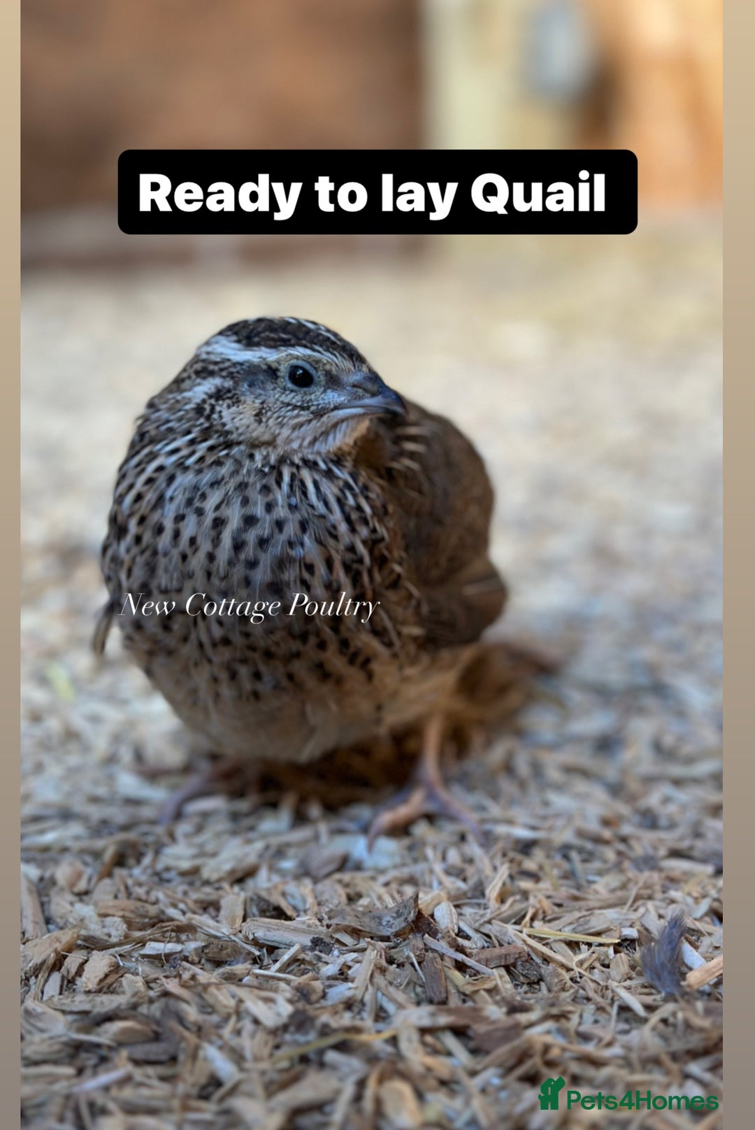 Quail poultry for sale: Ready to lay Female Quail  - Advert 2