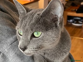 Russian Blue cats Stunning Russian Blue female GCCF registered - Advert 2