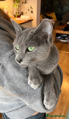 Russian Blue cats Stunning Russian Blue female GCCF registered - Advert 1