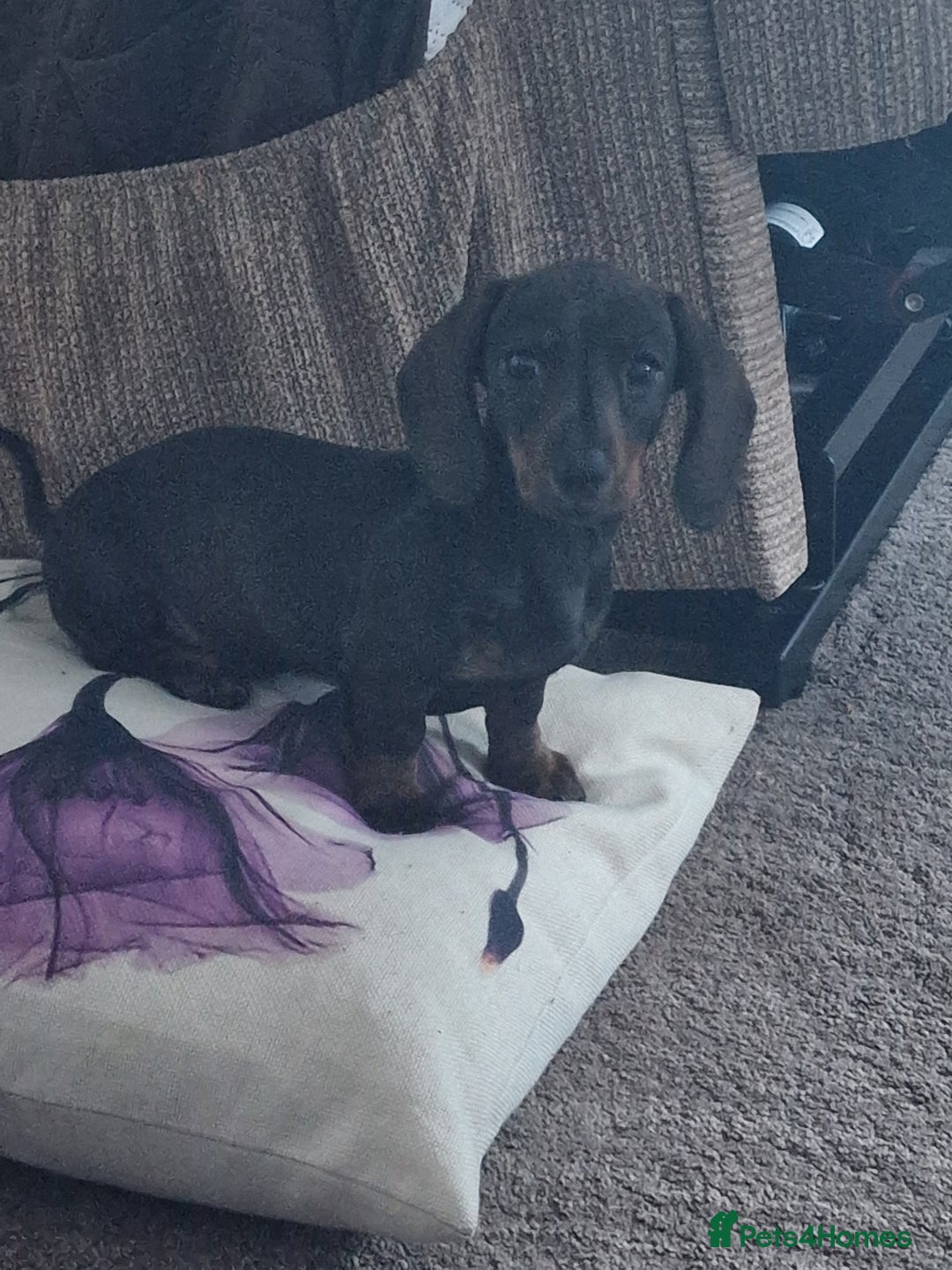 Dachshund dogs for sale: Female miniature dashound  - Advert 3
