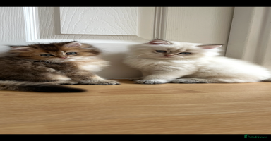 British Longhair cats - Advert 6