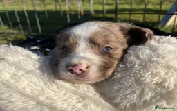 Sprollie dogs for sale: Beautiful Unique Sprollie Puppies - Image 5