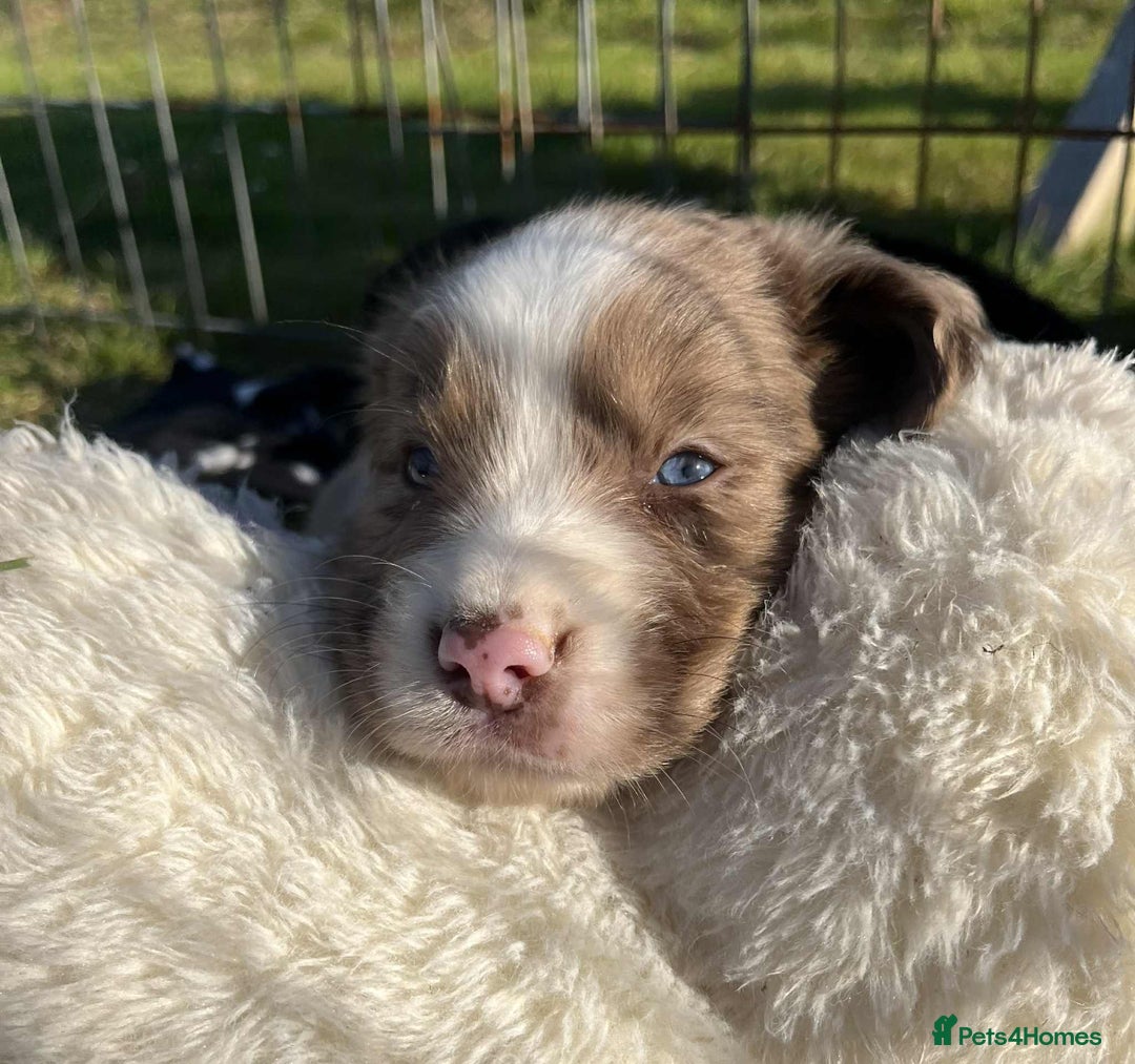 Sprollie dogs for sale: Beautiful Unique Sprollie Puppies - Image 5