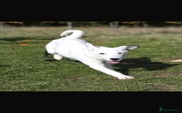 Mixed Breed dogs for adoption: Kira for adoption - Image 9