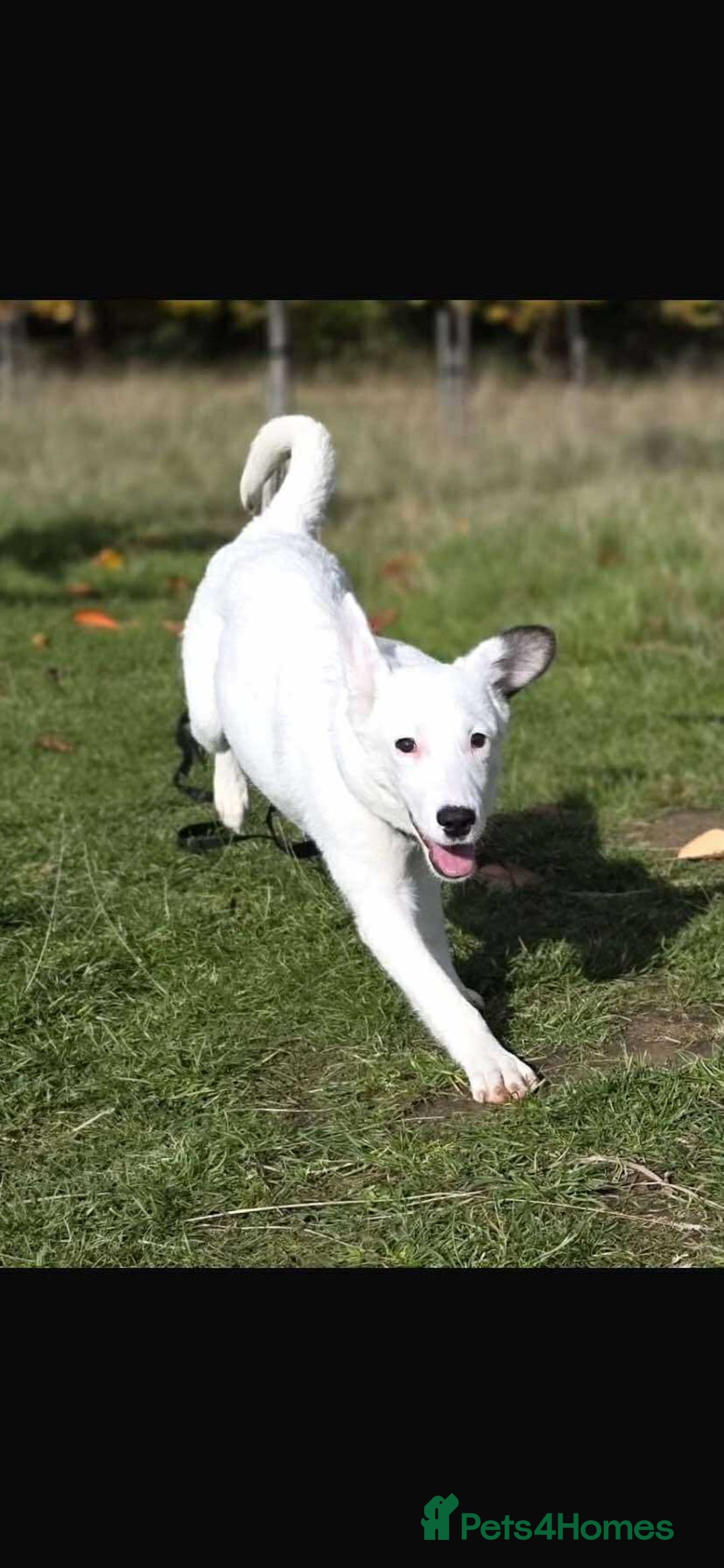 Mixed Breed dogs for adoption: Kira for adoption - Image 9