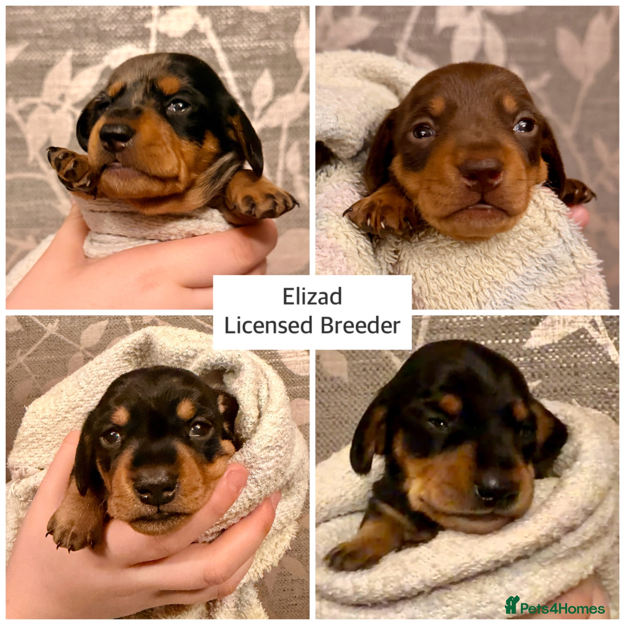 Miniature Dachshund dogs Licensed. Min smooth, kc/health tested ready 25/5  - Advert 8