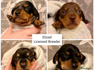 Miniature Dachshund dogs Licensed. Min smooth, kc/health tested ready 25/5 - Advert 8
