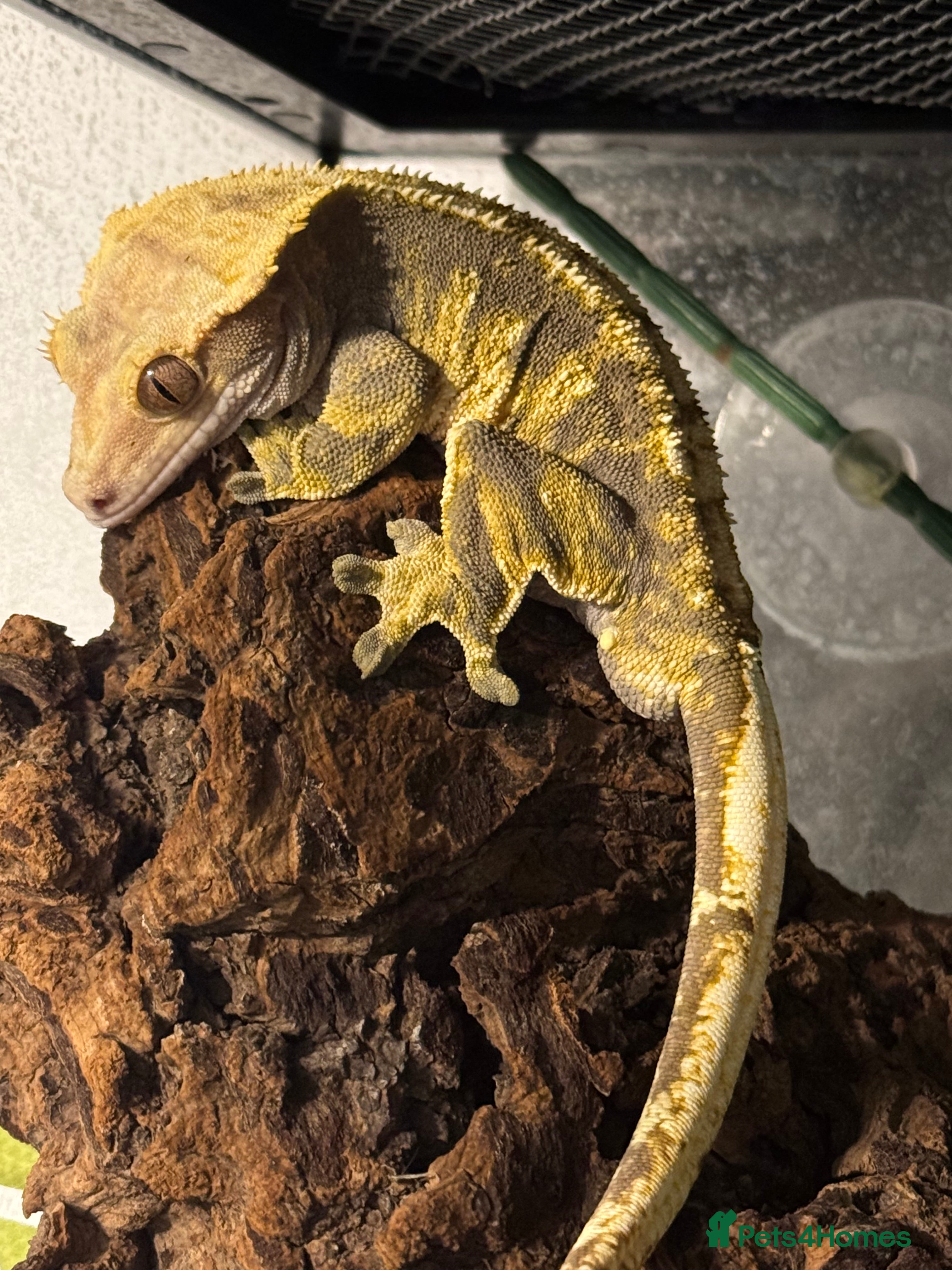 Gecko reptiles Crested gecko - Advert 1