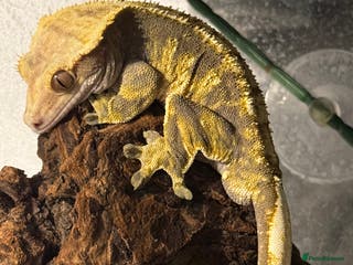 Gecko reptiles Crested gecko - Advert 3