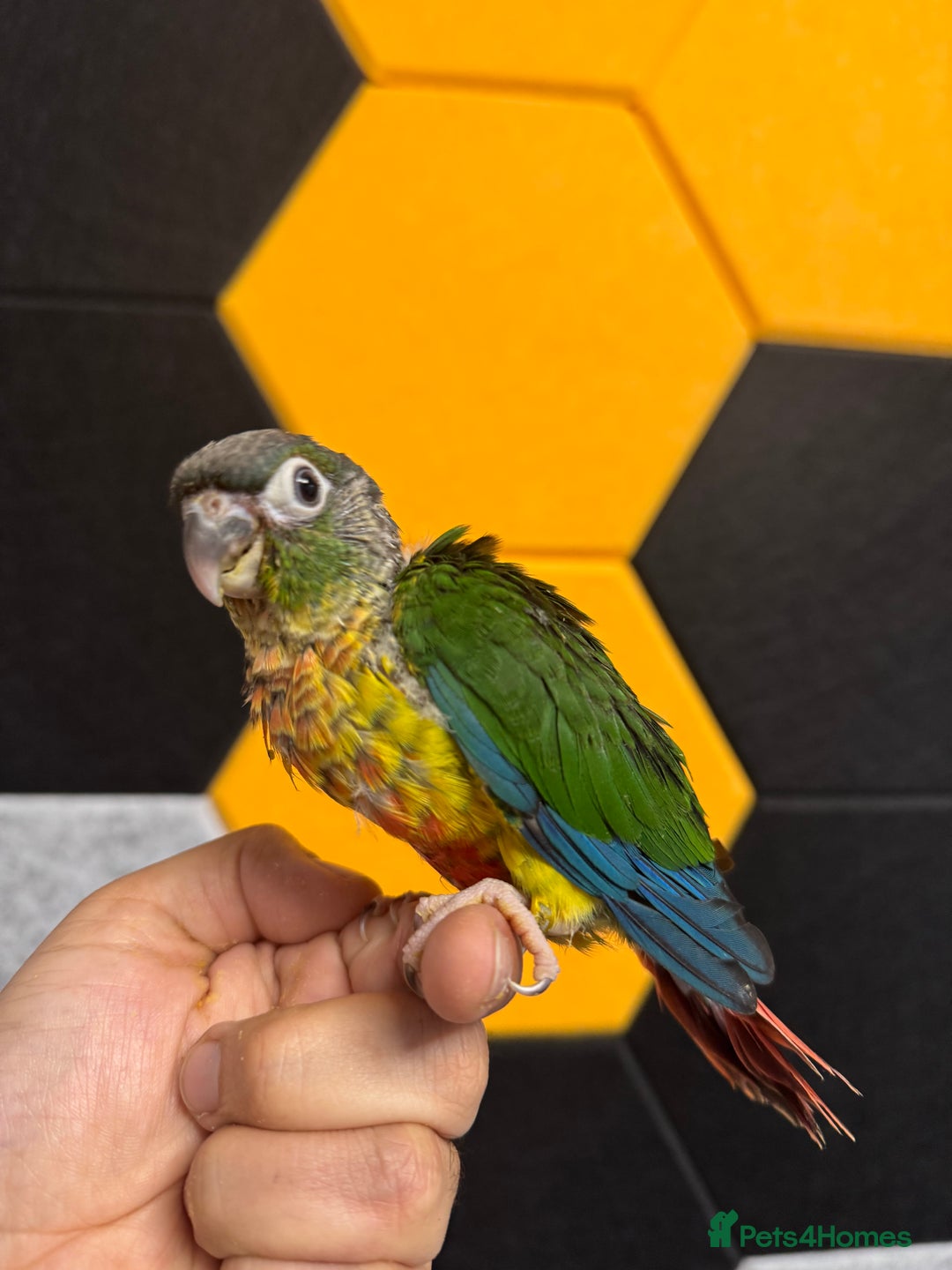 Conures birds for sale: Hand Reared Tame baby conures  - Image 18