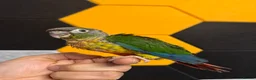 Conures birds for sale: Hand Reared Tame baby conures  - Advert 18