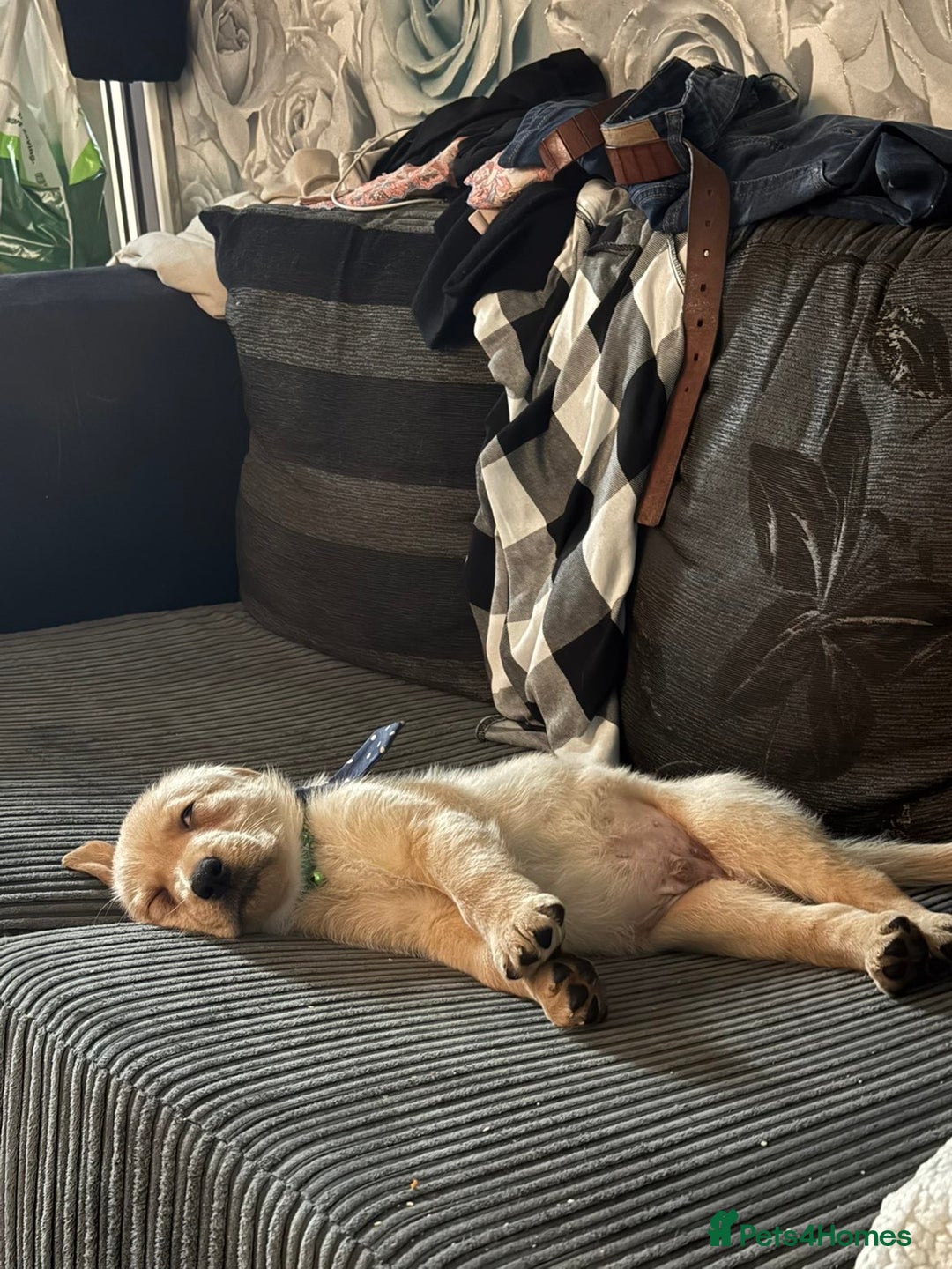 Labrador Retriever dogs for sale: White lab male - Advert 14