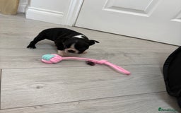 Boston Terrier dogs for sale:  🩷OUR LAST GORGEOUS K.C. BOSTON TERRIER PUPPIES - Image 26
