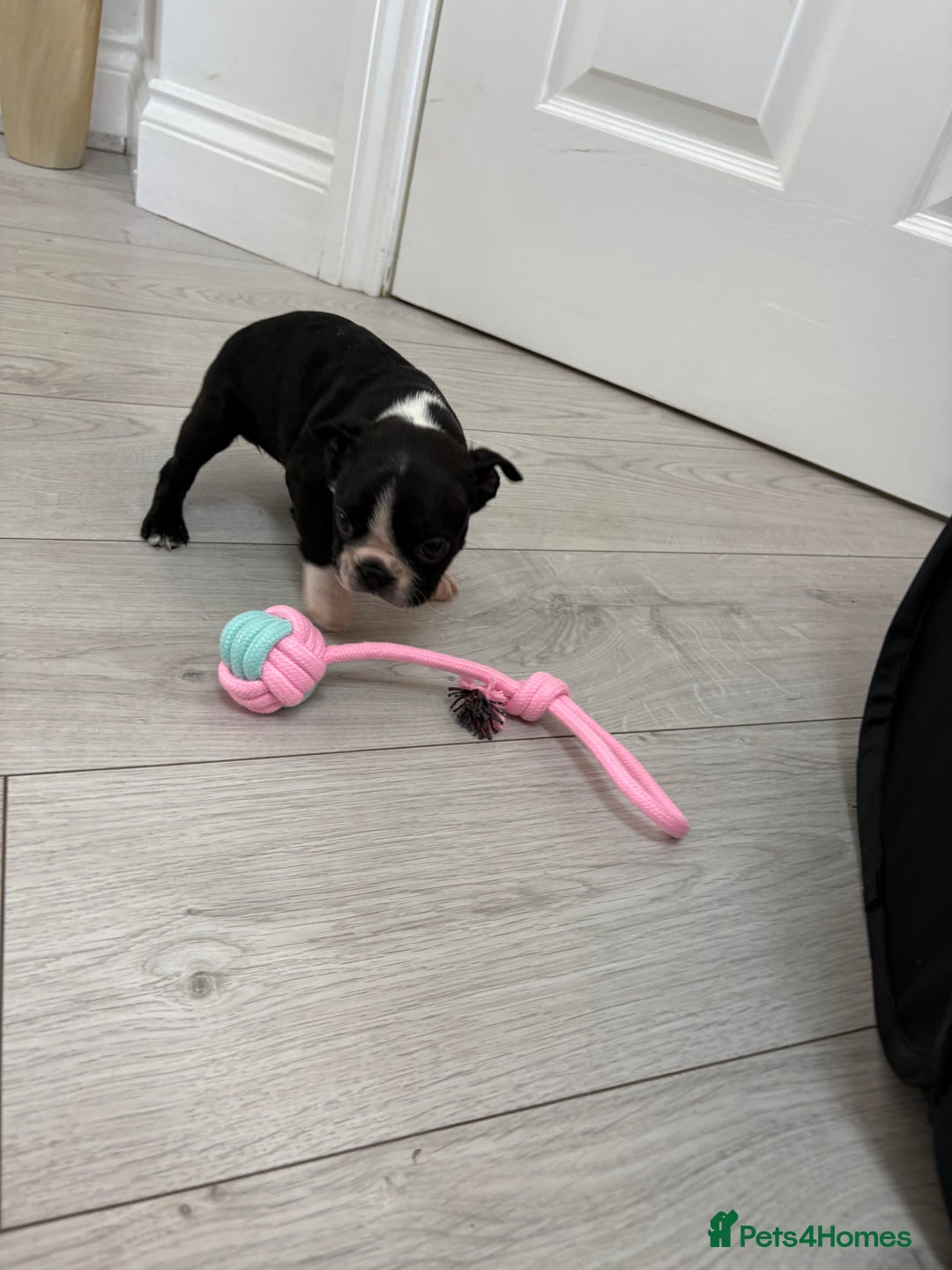 Boston Terrier dogs for sale:  🩷OUR LAST GORGEOUS K.C. BOSTON TERRIER PUPPIES - Image 26
