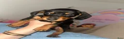 Dachshund dogs for sale: miniature dachshund boy in Enfield - Advert 3