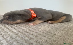 American Bully dogs for sale: Pocket Bullies ( not banned breed) - Image 10