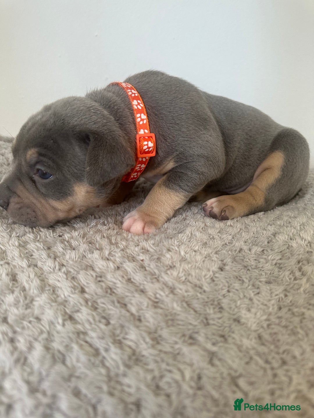 American Bully dogs for sale: Pocket Bullies ( not banned breed) - Image 10