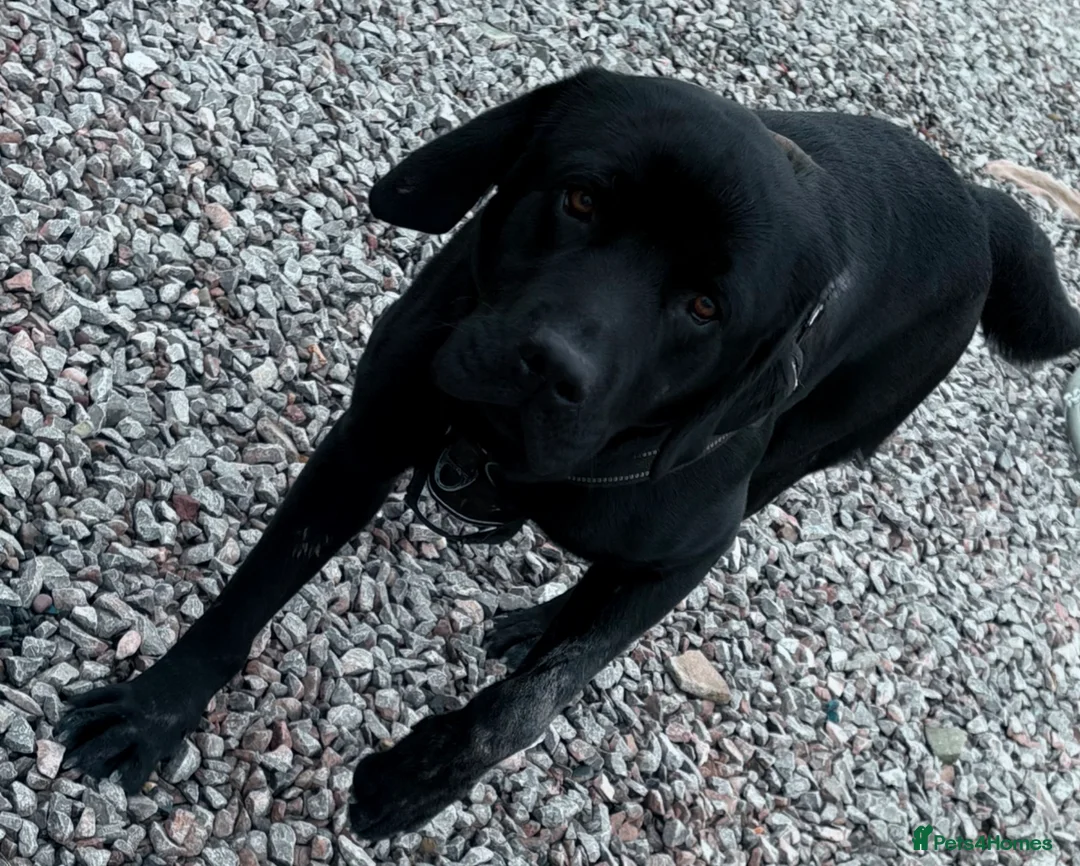 Labrador Retriever dogs for sale: Beautiful Labrador Retriever  - Advert 3