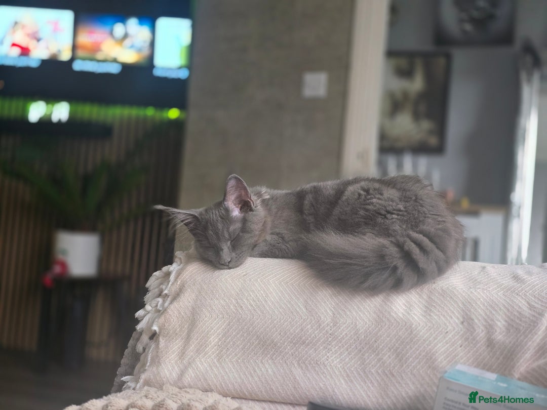 Maine Coon cats for sale: Blue Beautiful baby Milo  - Advert 7