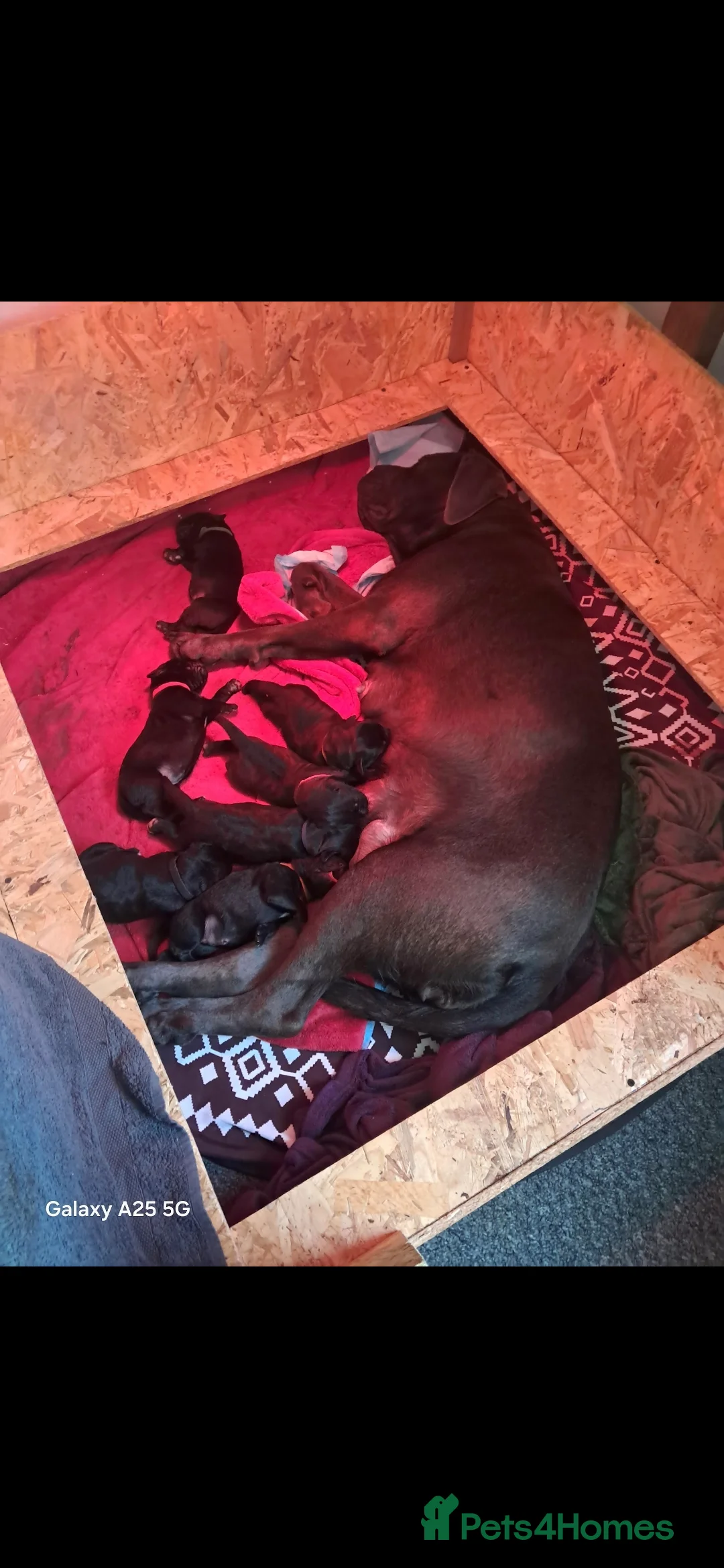Cane Corso dogs for sale: ***REDUCED*** Cane Corso pups - Advert 16