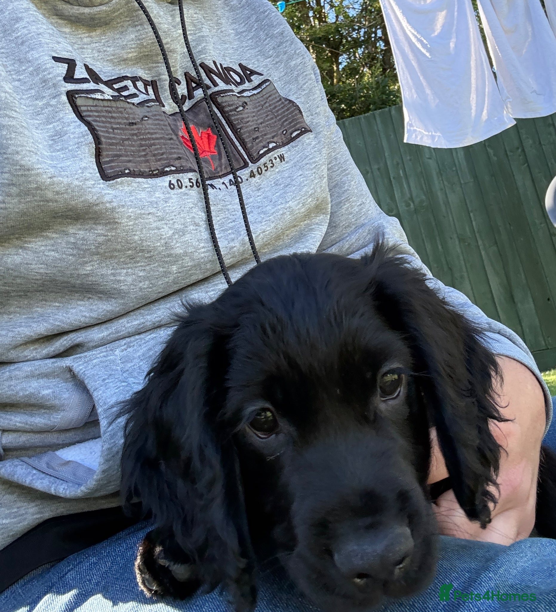 Cocker Spaniel dogs for sale: Beautiful cocker spaniel puppies *3 left* - Advert 3