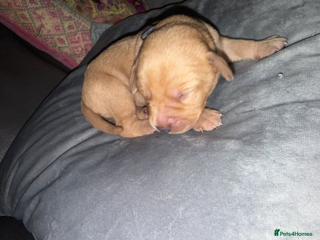 Labrador Retriever dogs for sale: Labrador X Boxerdore puppies  - Advert 20