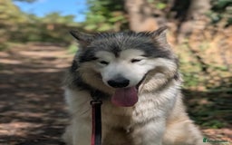 Alaskan Malamute dogs for sale: Giant Alaskan Malamute boy - Image 4