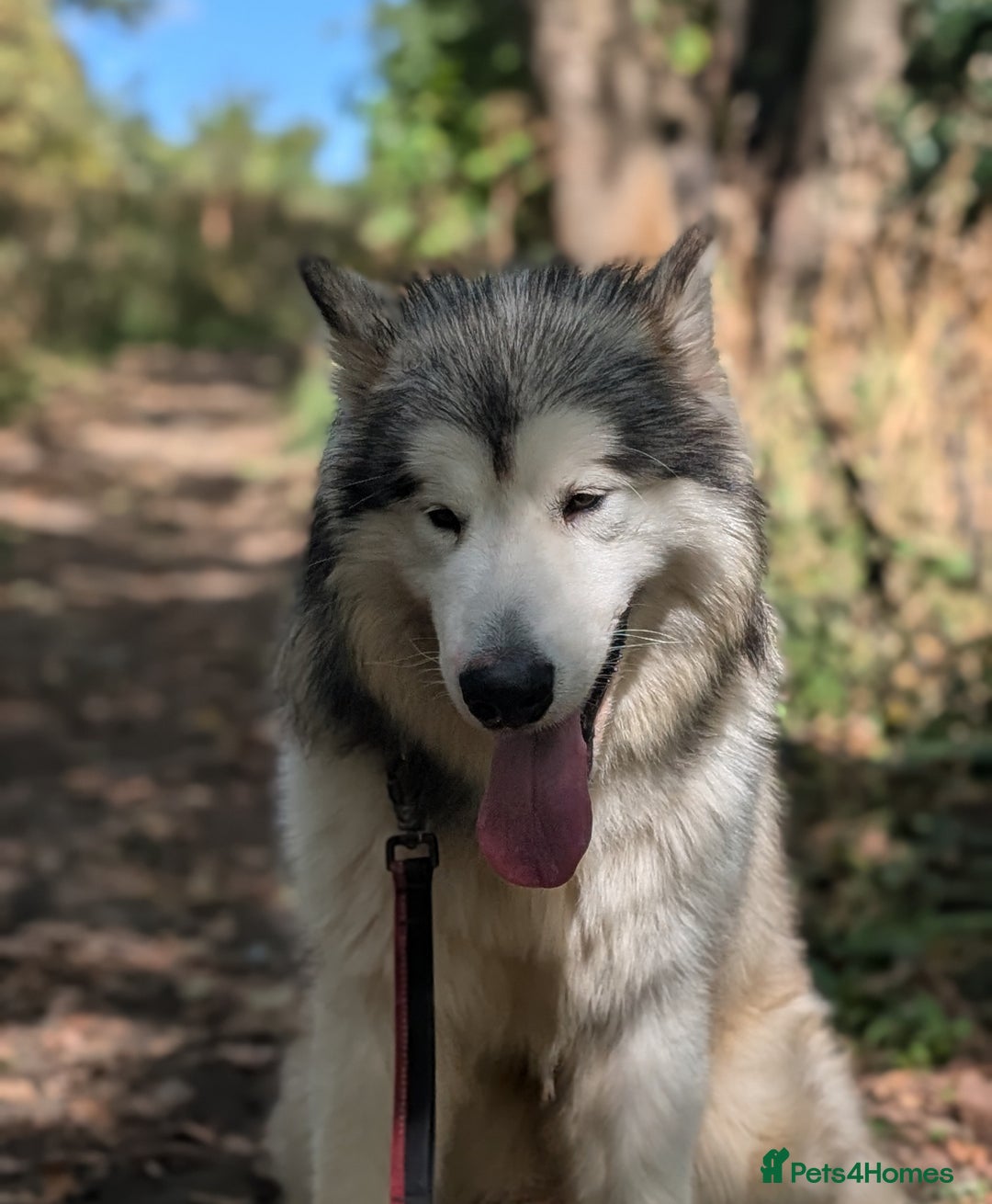Alaskan Malamute dogs for sale: Giant Alaskan Malamute boy - Image 4
