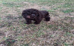 Cockapoo dogs for sale: Stunning F1B Cockapoo puppies  - Image 19