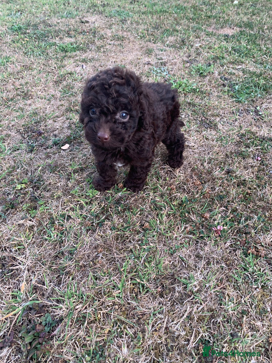 Cockapoo dogs for sale: Stunning F1B Cockapoo puppies  - Image 19